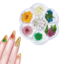 1 Box Dried Flower 6 Grids DIY Nail Art