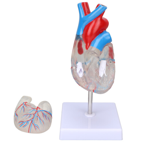 Transparent Heart Model Medical Teaching Aid