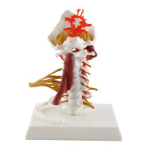 Cervical Spine Model with Removable Nerves for Teaching