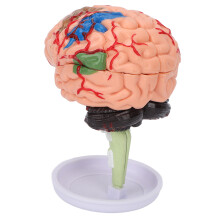 4D Anatomisches Gehirnmodell aus klarem Vinyl zum Lernen
