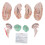 Human Brain Model for Doctors Teaching Anatomy Display 1