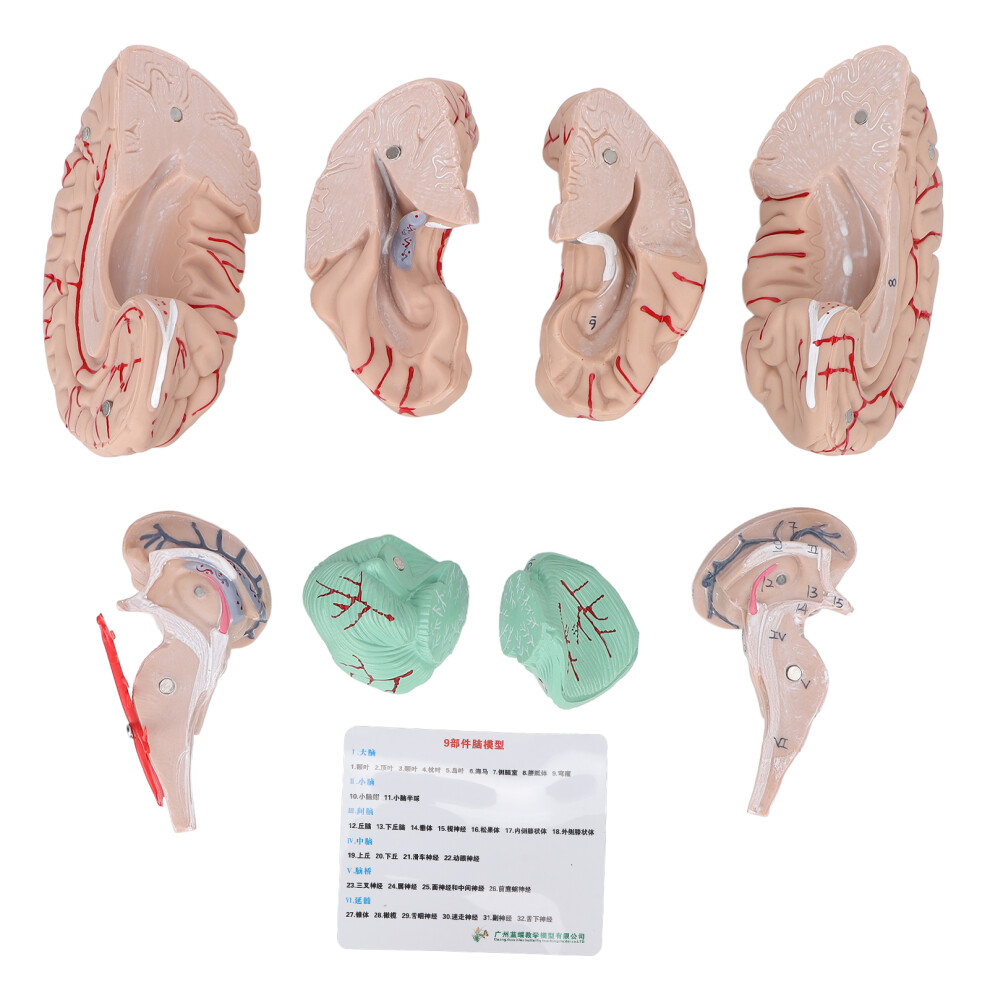 Human Brain Model for Doctors Teaching Anatomy Display
