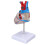 Transparent Heart Model Medical Teaching Aid 2