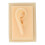 (Right Ear) Silicone Glossy Human Right Ear Teaching Model 1