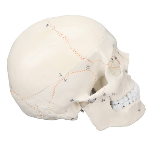 Totenschädel-Modell, lebensgroß, anatomisch, Bildung 2