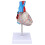 Transparent Heart Model Medical Teaching Aid 3