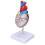 Transparent Heart Model Medical Teaching Aid 4
