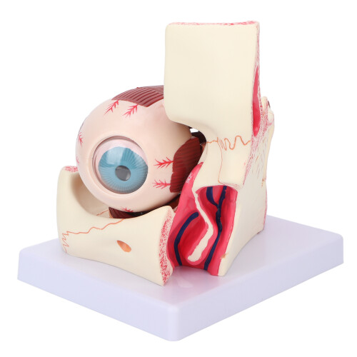 Human Eye Model 3x Magnification Anatomical for Medical Teaching 1