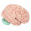Human Brain Model for Doctors Teaching Anatomy Display 2