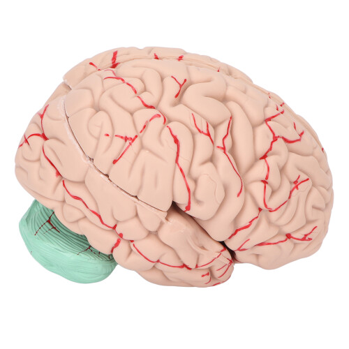 Human Brain Model for Doctors Teaching Anatomy Display 1
