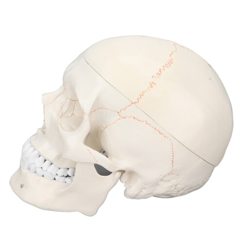 Totenschädel-Modell, lebensgroß, anatomisch, Bildung 1