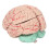 Human Brain Model for Doctors Teaching Anatomy Display 4