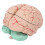 Human Brain Model for Doctors Teaching Anatomy Display 5