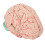 Human Brain Model for Doctors Teaching Anatomy Display 3