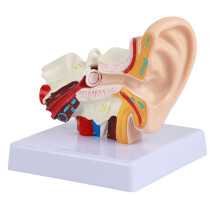 Modello Orecchio Anatomico Ingrandimento 1.5:1