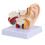 Modello Orecchio Anatomico Ingrandimento 1.5:1 1