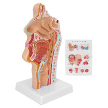 Modello Anatomico Cavità Nasale, Orale e Faringea