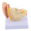 Modello Orecchio Anatomico Ingrandimento 1.5:1 5