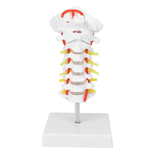 Cervical Vertebra Model Spine Nerves Anatomical for Classroom Study 1
