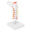 Cervical Vertebra Model Spine Nerves Anatomical for Classroom Study 4