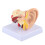 Modello Orecchio Anatomico Ingrandimento 1.5:1 2