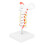 Cervical Vertebra Model Spine Nerves Anatomical for Classroom Study 5