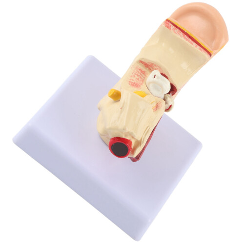 Modello Orecchio Anatomico Ingrandimento 1.5:1 2