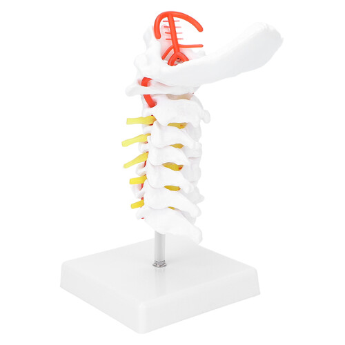 Cervical Vertebra Model Spine Nerves Anatomical for Classroom Study 2