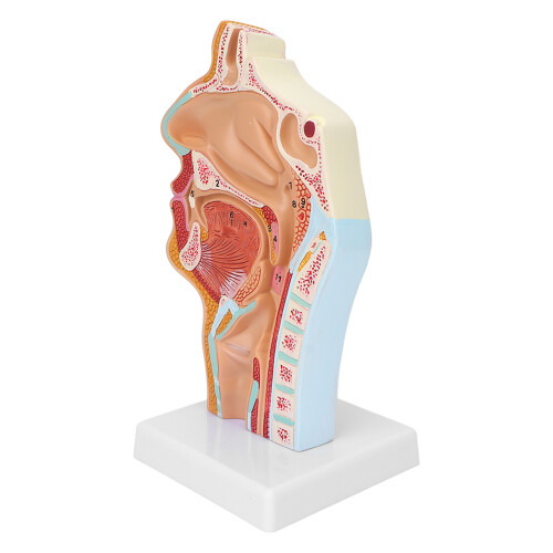Modello Anatomico Cavità Nasale, Orale e Faringea 2