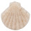 Hautpeeling-Schwamm in Muschelform 2