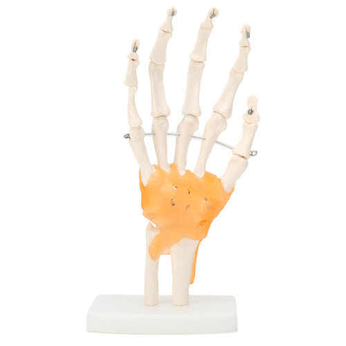 Anatomisch handmodel met pezen