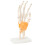 Anatomisch handmodel met pezen 3