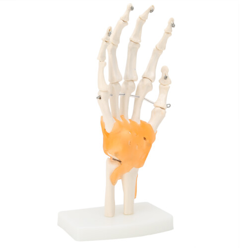 Anatomisch handmodel met pezen 2