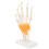 Anatomisch handmodel met pezen 4