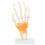 Anatomisch handmodel met pezen 5