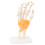 Anatomisch handmodel met pezen 2