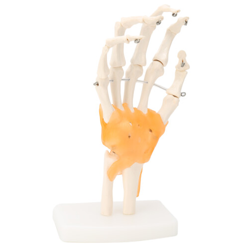 Anatomisch handmodel met pezen 1