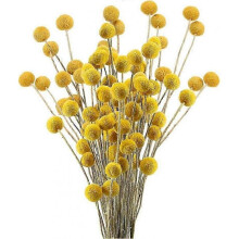 30 Stems Craspedia Dried Flower Natural Bouquet Dried Craspedia Flowers Yellow Billy Button Balls
