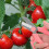 Premium Steel Garden Pruning Shears 5