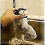 Electronic Interactive Flying Bird Cat Toy Hanging Pet Flapping Wings Sparrow 4
