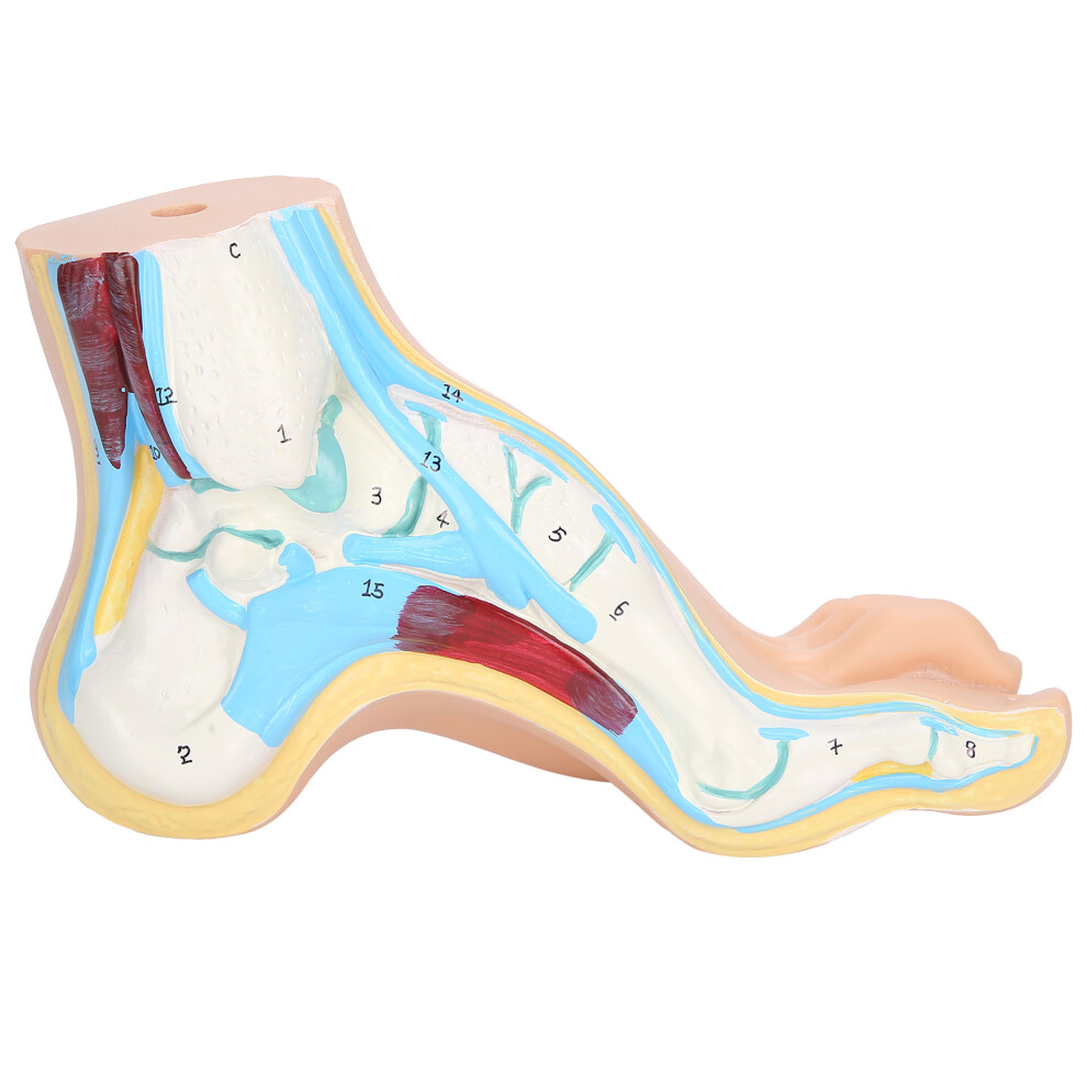 (Arch Foot) Lifesize Human Foot Model Teaching Muscle Display