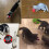 Laser Pointer for Cats USB Rechargeable, Cat Dog Interactive Lazer Toy, Pet Training Exercise Chaser 5