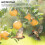 4x10m Anti Bird Net Garden Netting Tree Fruit Plant Protective Net Protecting Tool 6