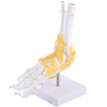 Volwassen Menselijk Skelet Ligament Voet Enkel Model