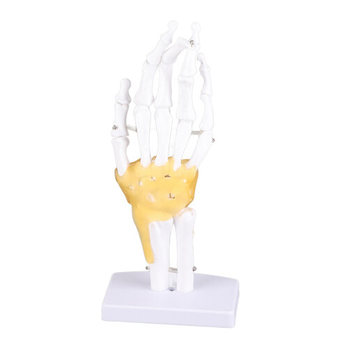 Verwijbaar handskeletmodel met voet