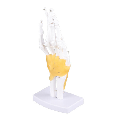Verwijbaar handskeletmodel met voet 1