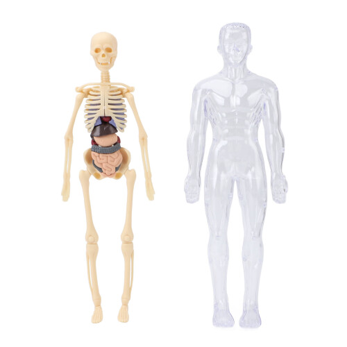 Kids Human Anatomy Model w/ Bones & Organs for Study 1