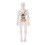 Kids Human Anatomy Model w/ Bones & Organs for Study 4