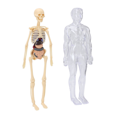 Kids Human Anatomy Model w/ Bones & Organs for Study 2