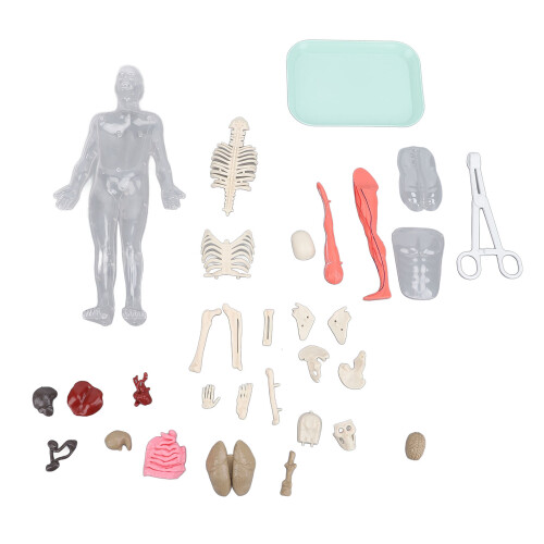 Anatomie Kit Menselijk Model Verwijderbare Organs